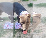 Small #8 American Pit Bull Terrier-Red Heeler Mix