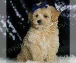 Small #1 Maltipoo