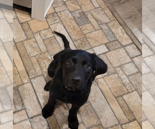 Medium Photo #2 Labrador Retriever-Unknown Mix Puppy For Sale in Sandy, UT, USA