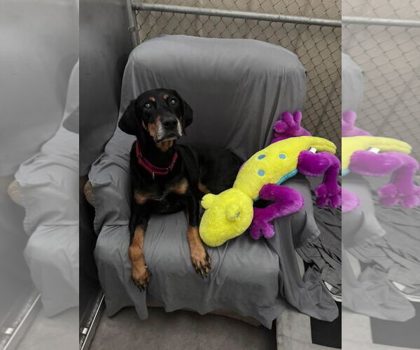 Medium Photo #3 Doberman Pinscher-Unknown Mix Puppy For Sale in Holland, MI, USA