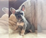 Puppy Amber French Bulldog