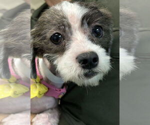 Shih-Poo Dogs for adoption in Rustburg, VA, USA