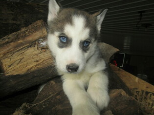 Siberian Husky Puppy for sale in HUDSON, MI, USA