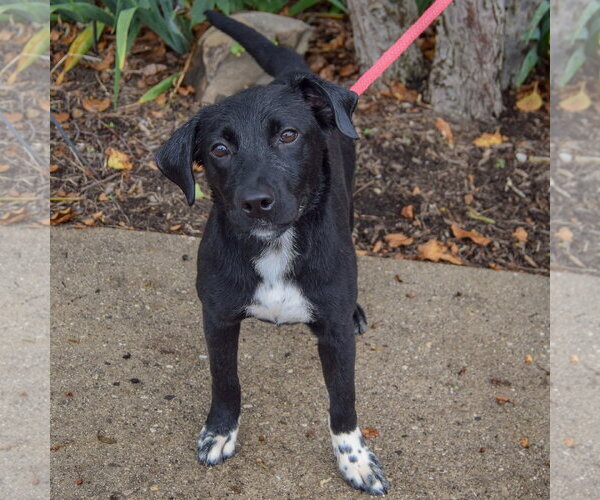Medium Photo #4 Border Collie-Unknown Mix Puppy For Sale in Huntley, IL, USA