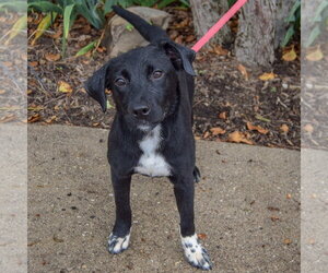 Beatrix - Female Border Collie-Unknown Mix Dog for Adoption - Photo #4