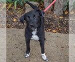 Small #3 Border Collie Mix