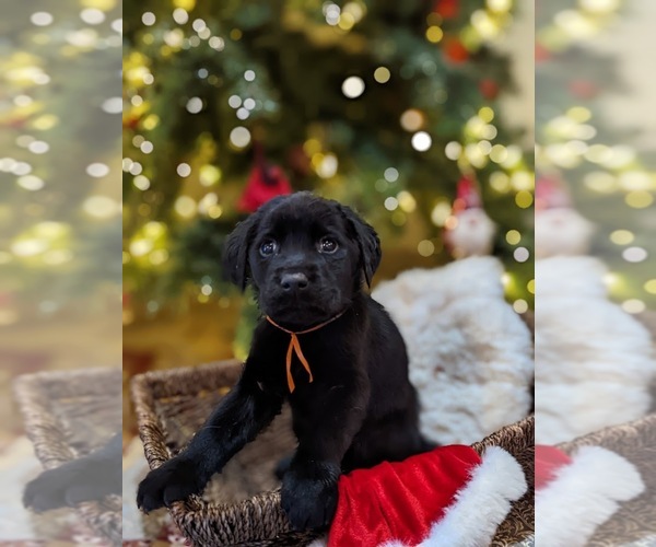 Medium Photo #2 Labrador Retriever Puppy For Sale in MESA, AZ, USA