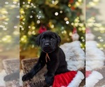 Small Photo #2 Labrador Retriever Puppy For Sale in MESA, AZ, USA