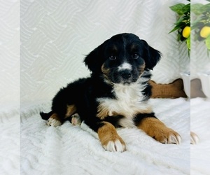 Miniature Bernedoodle Puppy for sale in GREENFIELD, IN, USA