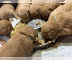 Small Photo #21 Golden Retriever Puppy For Sale in SUMMERVILLE, SC, USA