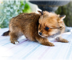 Small Photo #7 Yoranian Puppy For Sale in WAKARUSA, IN, USA