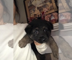 German Shepherd Dog Puppy for sale in S BRUNSWICK, NC, USA