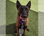Small Photo #1 Mutt Puppy For Sale in Las Vegas, NV, USA