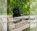 Small Photo #11 Cockapoo Puppy For Sale in DUNDEE, OH, USA