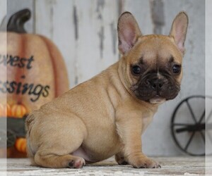 French Bulldog Puppy for sale in FREDERICKSBG, OH, USA