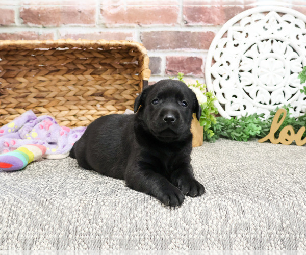 Medium Photo #9 Labrador Retriever Puppy For Sale in SYRACUSE, IN, USA