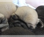 Small Photo #20 Pug Puppy For Sale in HILLSDALE, MI, USA