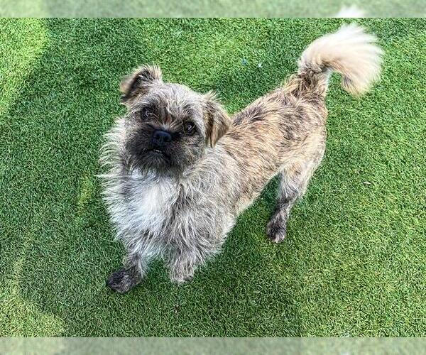 Medium Photo #1 Cairn Terrier-Unknown Mix Puppy For Sale in Orange, CA, USA