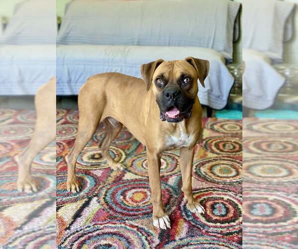 Medium Photo #11 Boxer Puppy For Sale in Austin, TX, USA