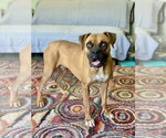 Small #10 Boxer