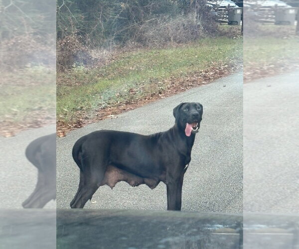 Medium Photo #7 Great Dane-Labrador Retriever Mix Puppy For Sale in Bullard, TX, USA