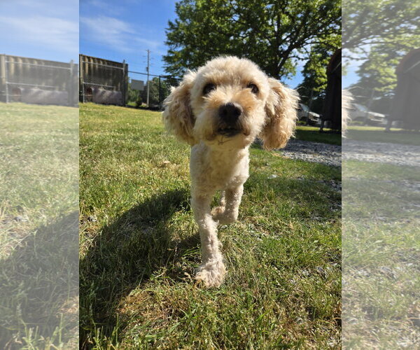 Medium Photo #1 Poodle (Miniature)-Unknown Mix Puppy For Sale in Albemarle, NC, USA