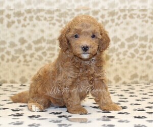 Miniature Bernedoodle Puppy for sale in DENVER, PA, USA