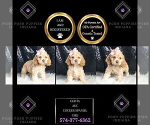 Cocker Spaniel Puppy for sale in WARSAW, IN, USA