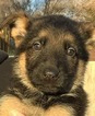 Small German Shepherd Dog