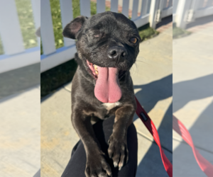One eyed Oreo - Male Pug-Unknown Mix Dog for Adoption - Photo #3