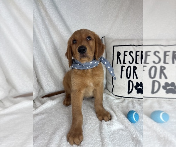 Medium Photo #3 Golden Retriever Puppy For Sale in GREENFIELD, IN, USA