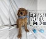 Small #2 Golden Retriever