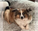 Small #2 Australian Shepherd Mix