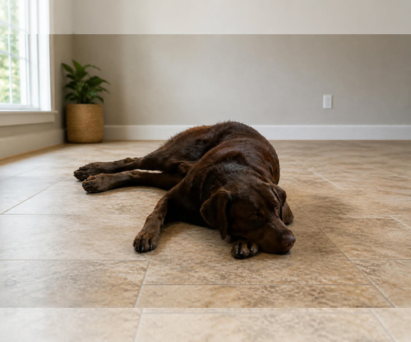 Medium Photo #4 Labrador Retriever Puppy For Sale in Clovis, CA, USA
