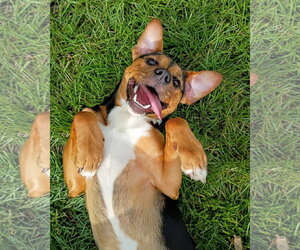 Subaru - Female German Shepherd Dog-Unknown Mix Dog for Adoption - Photo #3