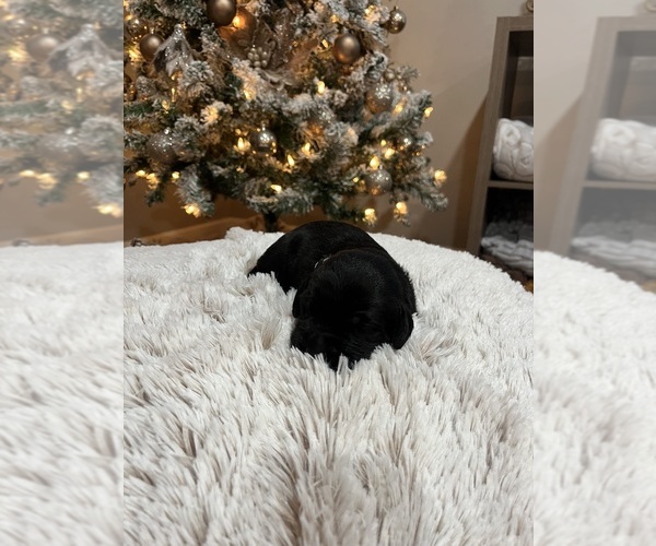 Medium Photo #1 Labrador Retriever Puppy For Sale in DAVEY, NE, USA