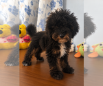 Havapoo puppies - Male Havapoo Puppy for Sale - Photo #11