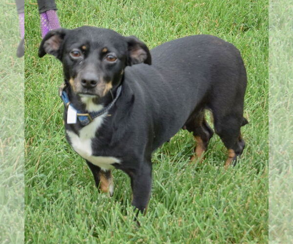 Medium Photo #4 Beagle-Chihuahua Mix Puppy For Sale in Huntley, IL, USA