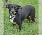 Small #3 Beagle-Chihuahua Mix