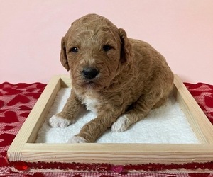 Goldendoodle Puppy for Sale in ST HEIGHTS, Michigan USA