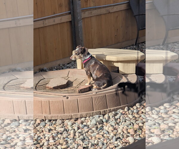 Medium Photo #4 Border Collie-Dachshund Mix Puppy For Sale in Aurora, CO, USA