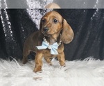 Small #5 Dachshund