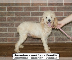 Mother of the Poodle (Toy) puppies born on 03/21/2024