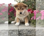 Small #8 Shiba Inu