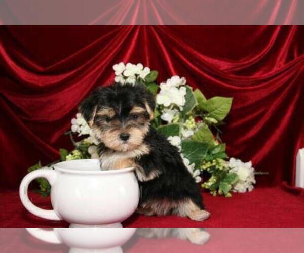 Medium Photo #5 Maltese Puppy For Sale in FERNANDINA BEACH, FL, USA