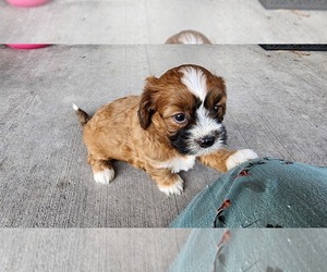 Shih-Poo Litter for sale in GREENWOOD, WI, USA
