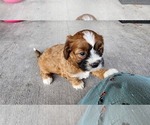 Image preview for Ad Listing. Nickname: Litter of 5
