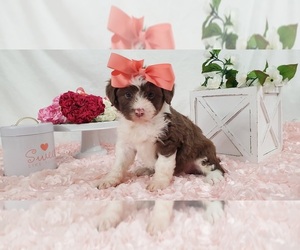 Aussie-Poo-Aussiedoodle Mix Puppy for sale in COLLEGE STA, TX, USA