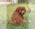Small Photo #2 Goldendoodle (Miniature) Puppy For Sale in ITASCA, TX, USA