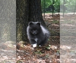 Small #5 Pomeranian